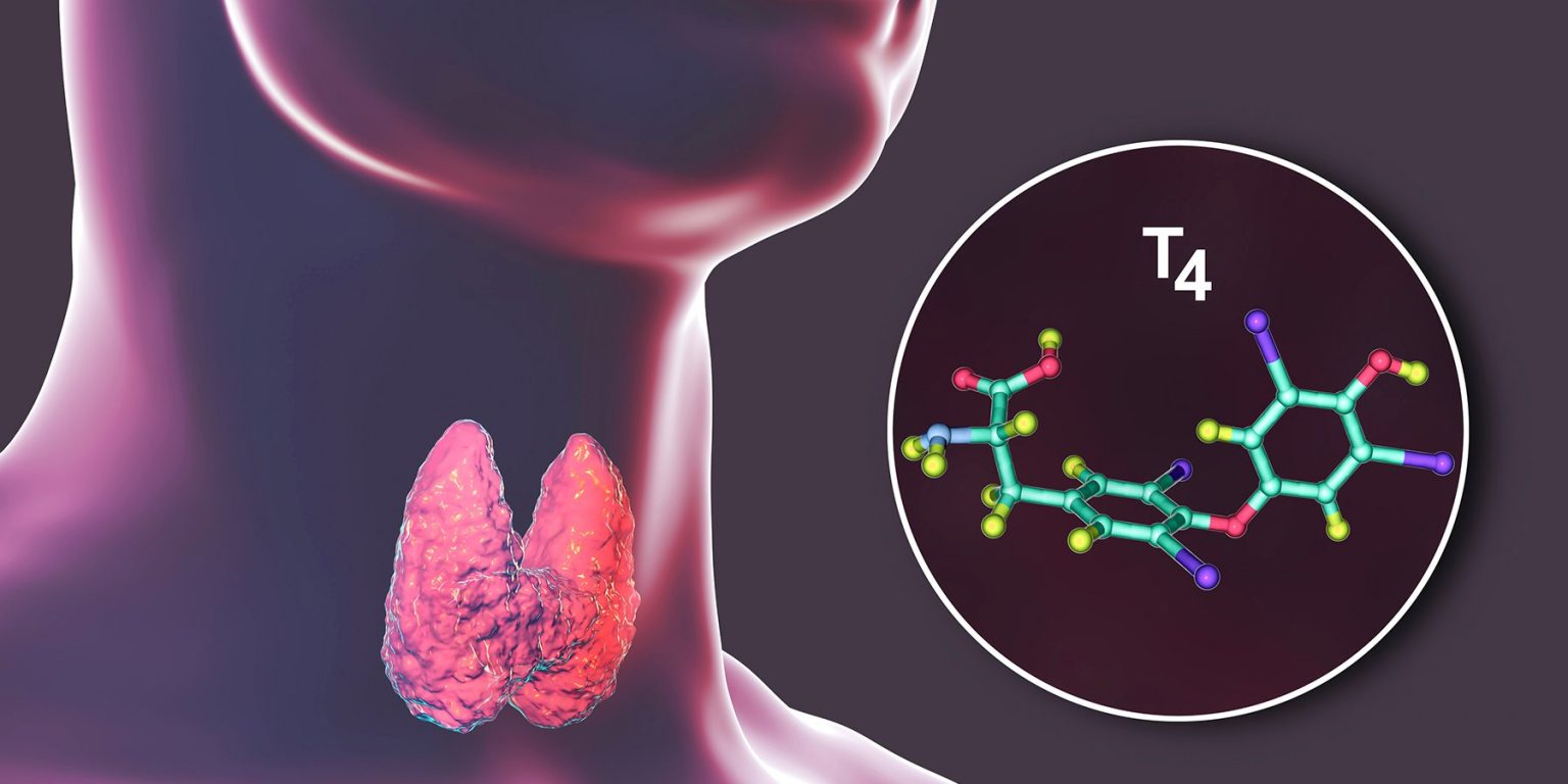 Que hormona produce la tiroides