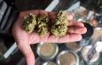 Budtenders Concluded The Best Cannabis Strains
