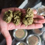 Budtenders Concluded The Best Cannabis Strains