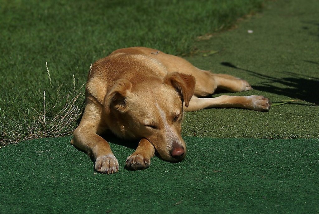 Causes of Joint Pain in Dogs