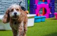 Port Coquitlam Dog Boarding and Daycare 1