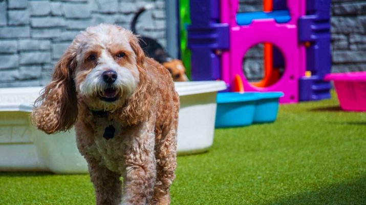 Port Coquitlam Dog Boarding and Daycare 1