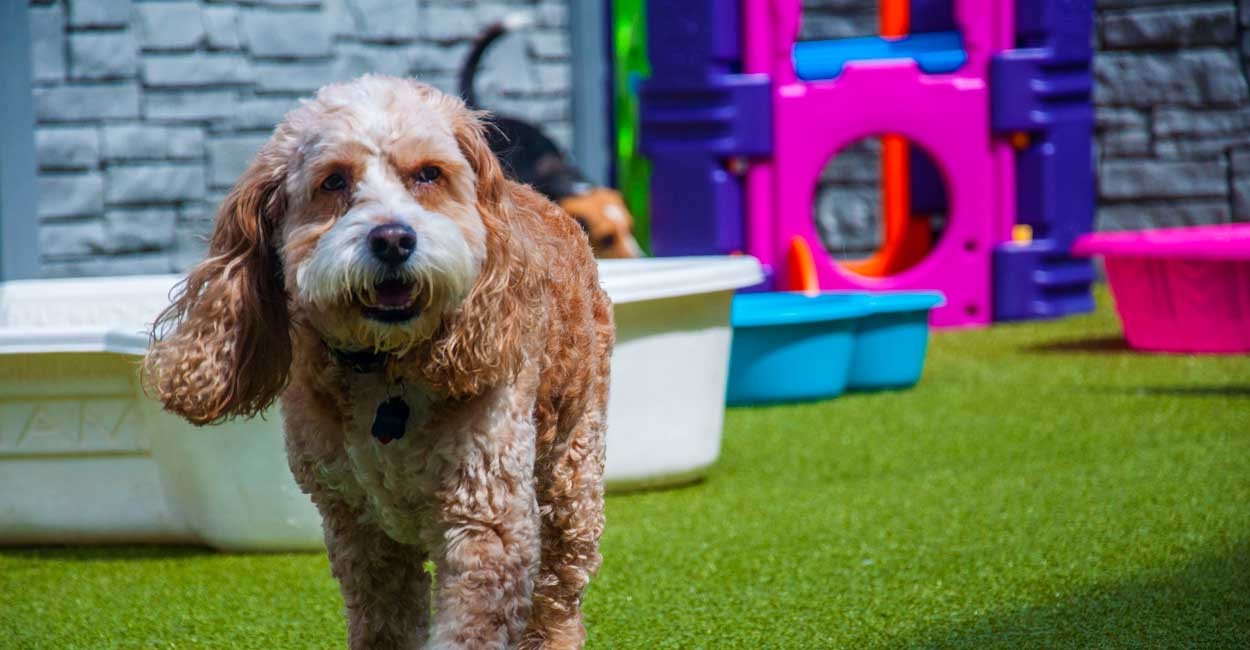 Port Coquitlam Dog Boarding and Daycare 1