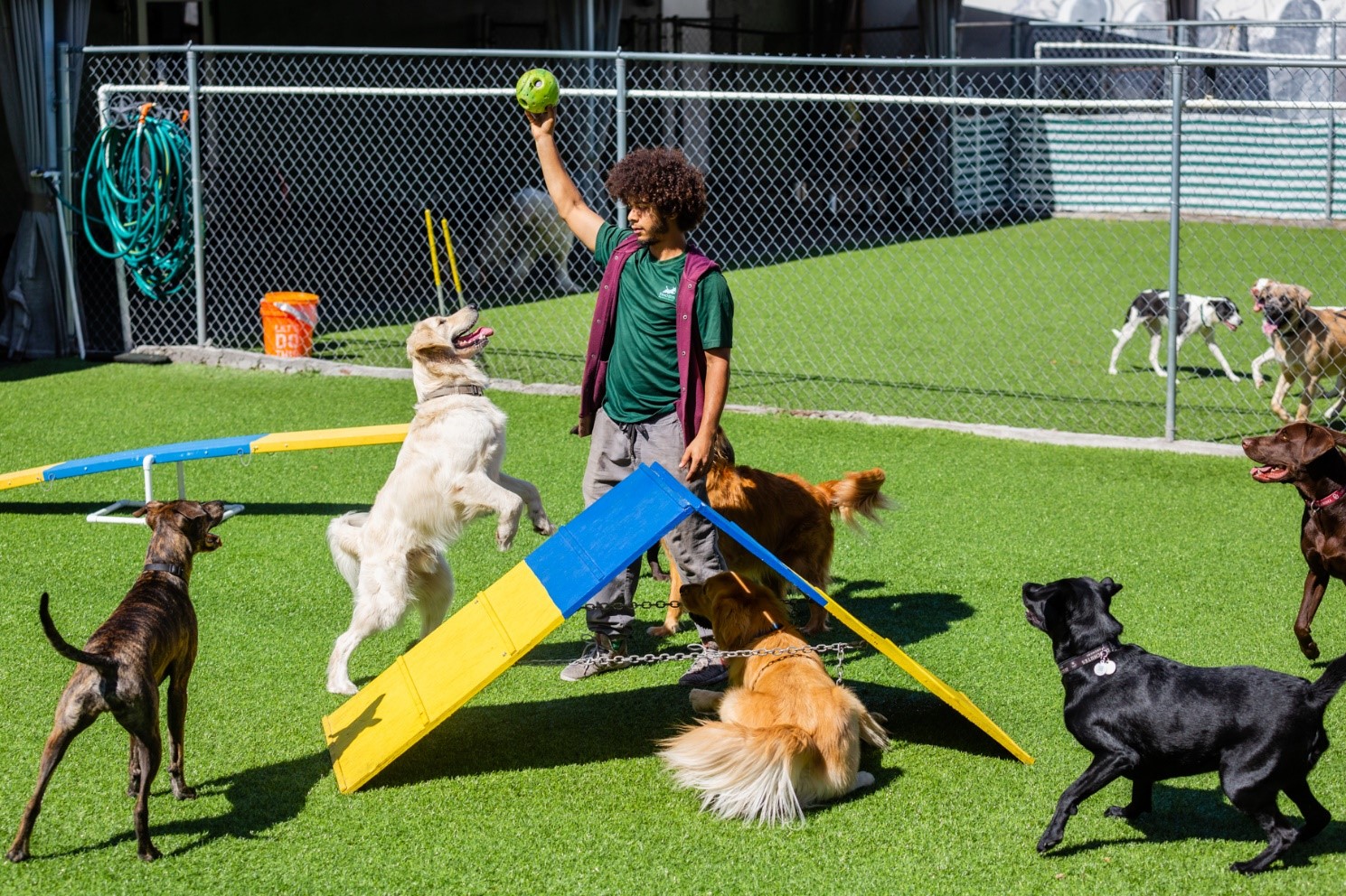 Port Coquitlam Dog Boarding and Daycare 2