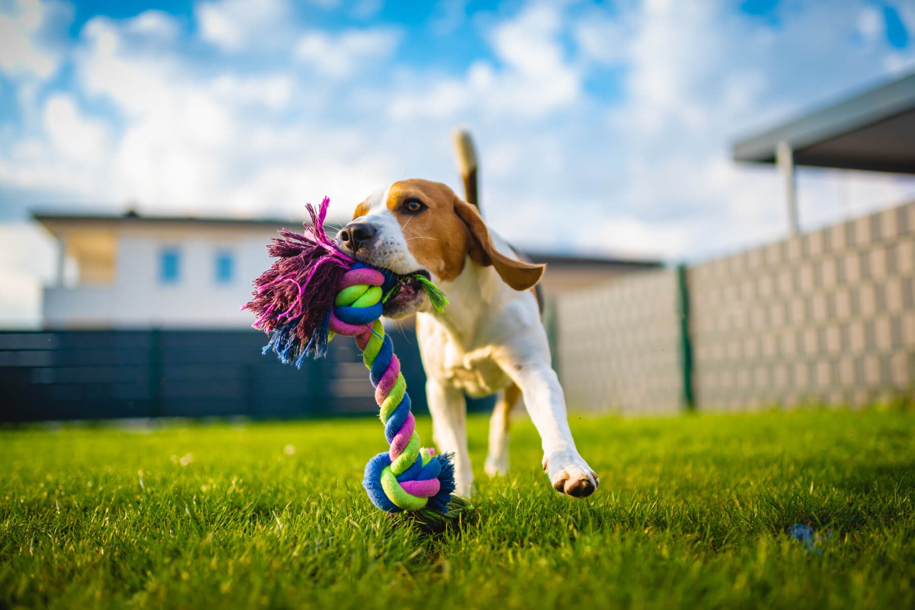 Port Coquitlam Dog Boarding and Daycare 3
