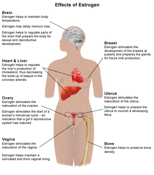 effects-of-estrogen - Estrogen and Breast Cancer