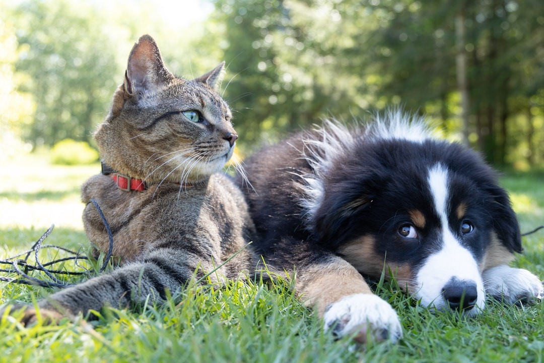 Different Types of Allergies Manage Them Pets and Animals