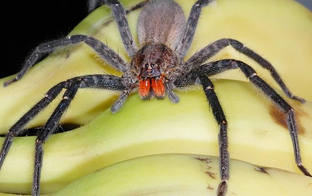 How Poisonous Is a Banana Spider’s Bite