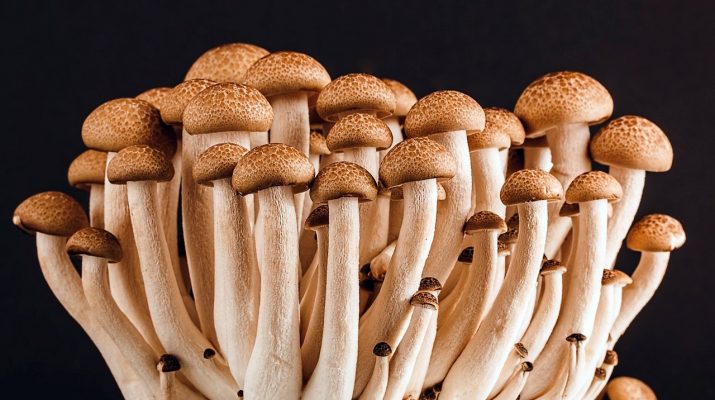 What Are Magic Mushrooms