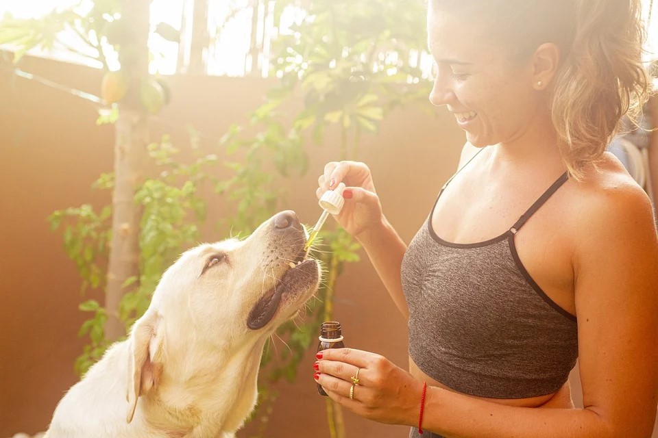 Can CBD be given to dogs and other animals