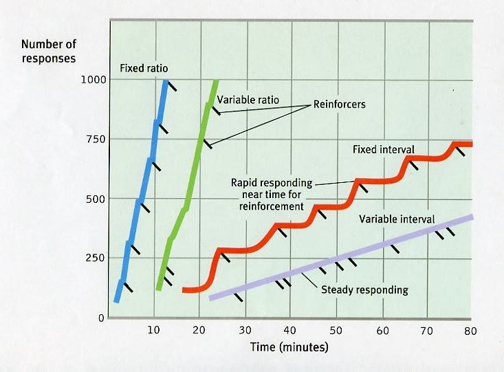 Schedules of reinforcements