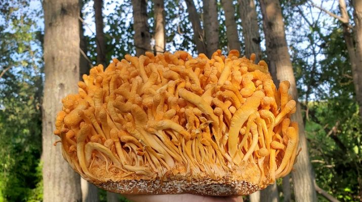 Health Benefits of Cordyceps Mushrooms