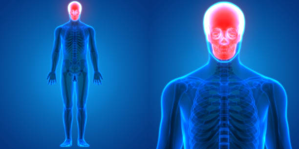 3D Illustration of Human Body Bone Joint Pains Anatomy (Skull)
