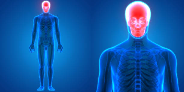 3D Illustration of Human Body Bone Joint Pains Anatomy (Skull)